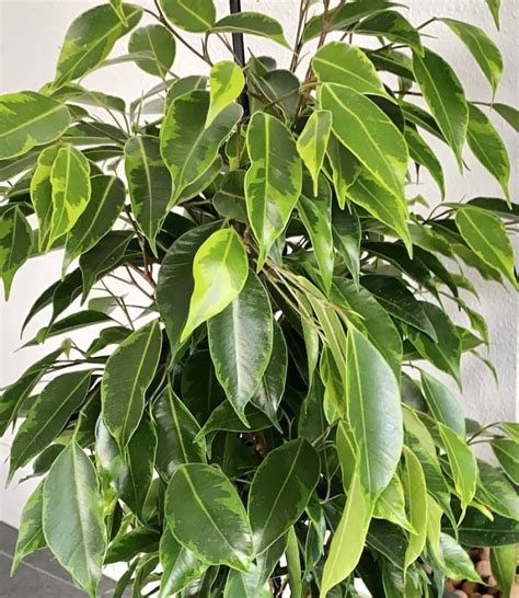 ficus benjamina moisture meter|ficus benjamina cold weather.